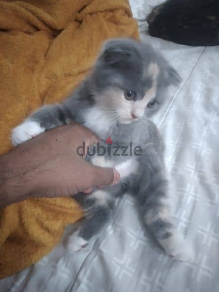 kitten Scottish fold 12