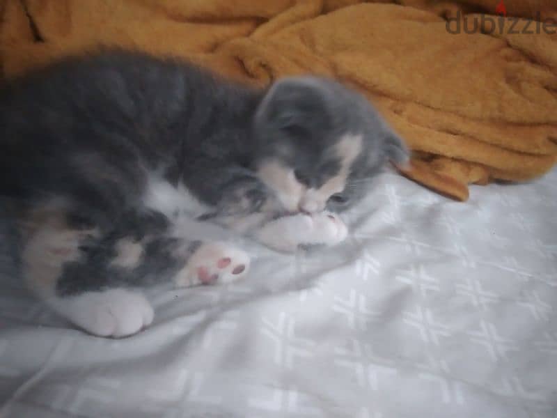 kitten Scottish fold 13