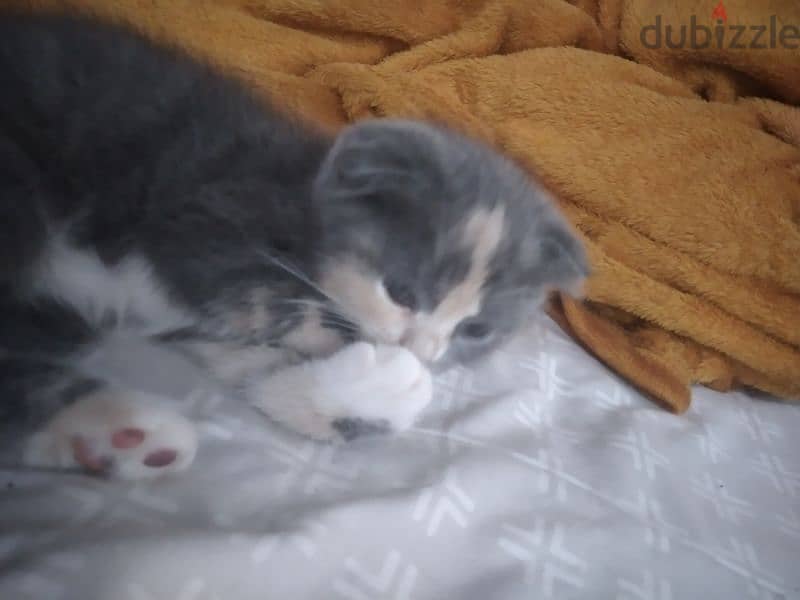 kitten Scottish fold 14