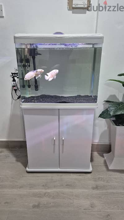 Aquarium sale without fish