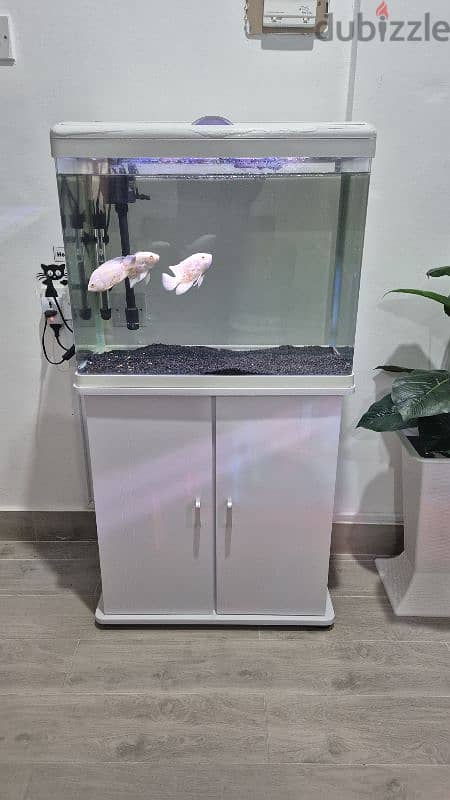 Aquarium sale without fish 0