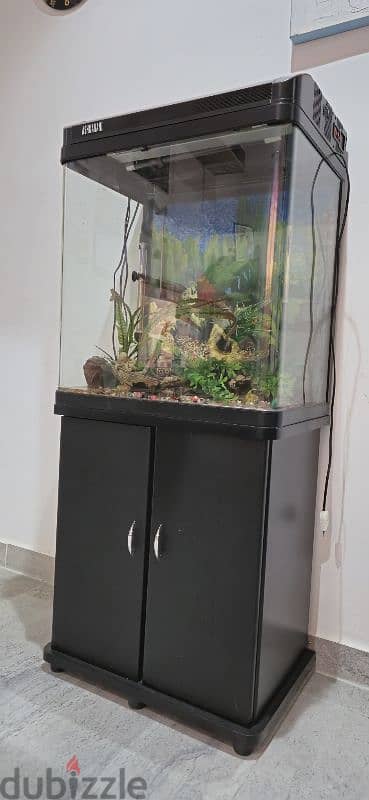 Neat and Clean Aquarium For Sale including accessories