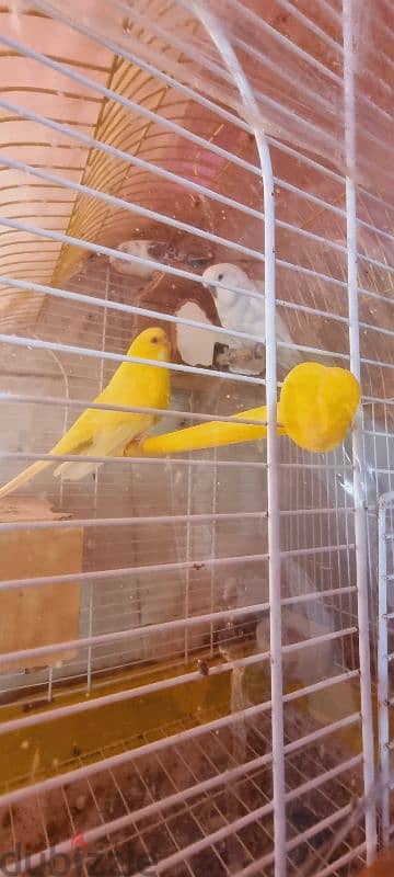 bird with cage 0