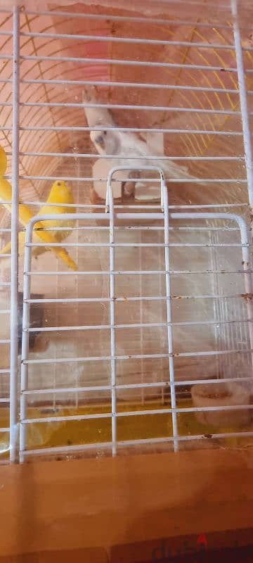 bird with cage 1