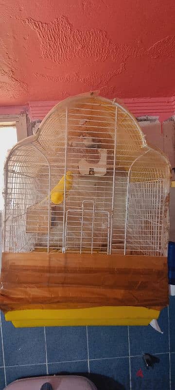 bird with cage 2