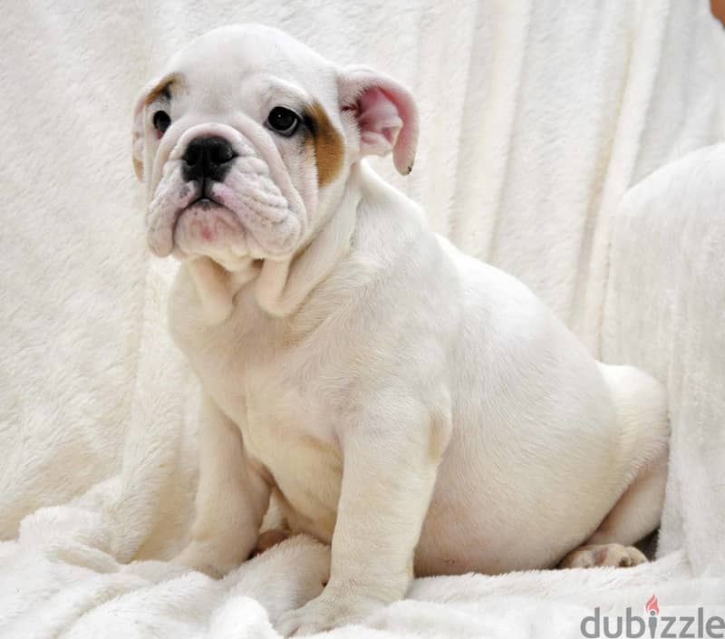 Whatsapp me +96555207281 English bulldog  puppies for sale 1