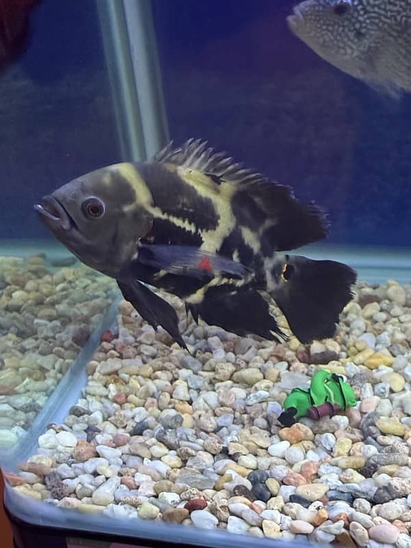 oscar fish 0