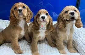 Whatsapp me +96555207281 Cockalier  puppies for sale