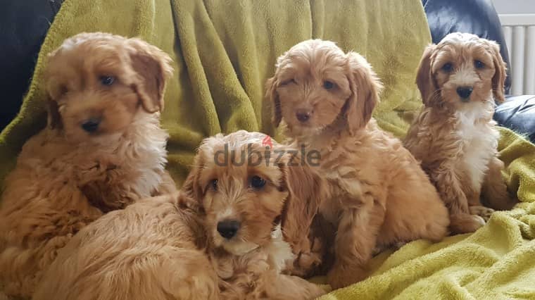 Whatsapp me +96555207281 Cockapoo puppies for sale 1