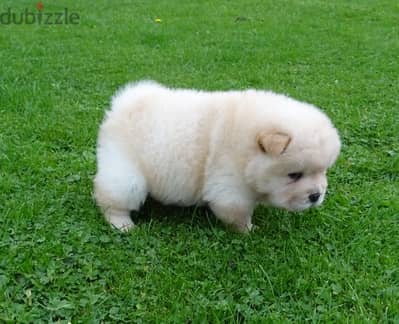 Whatsapp me +96555207281 Chow Chow  puppies for sale