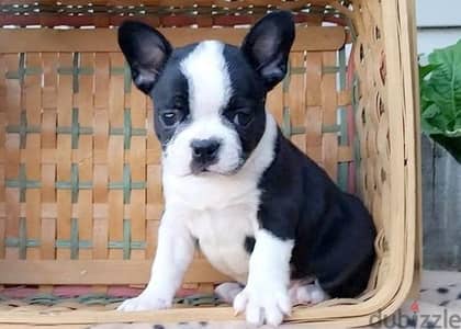 Whatsapp me +96555207281 Frenchton puppies for sale