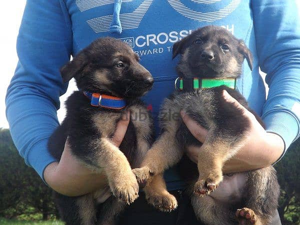 Whatsapp me +96555207281 German Shepherd   puppies for sale 0