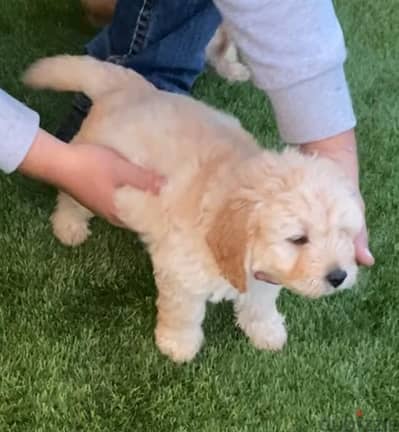 Whatsapp me +96555207281 Labradoodle puppies for sale