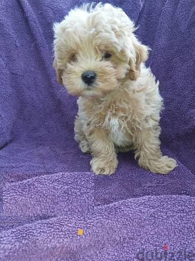 Whatsapp me +96555207281 Maltipoo  puppies for sale