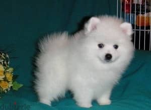 Whatsapp me +96555207281 Pomeranian puppies for sale 1