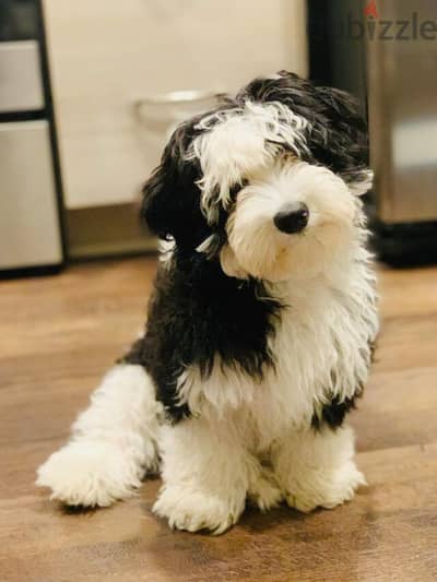 Whatsapp me +96555207281 Sheepadoodle  puppies for sale