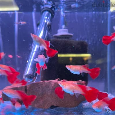 Looking for to adopt fishes