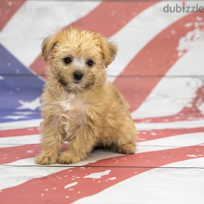 Whatsapp me +96555207281 Shorkie puppies for sale