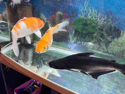 60479863 - Aqarium 80 cm, with Big Size Fishes for Sale in Abbassiya