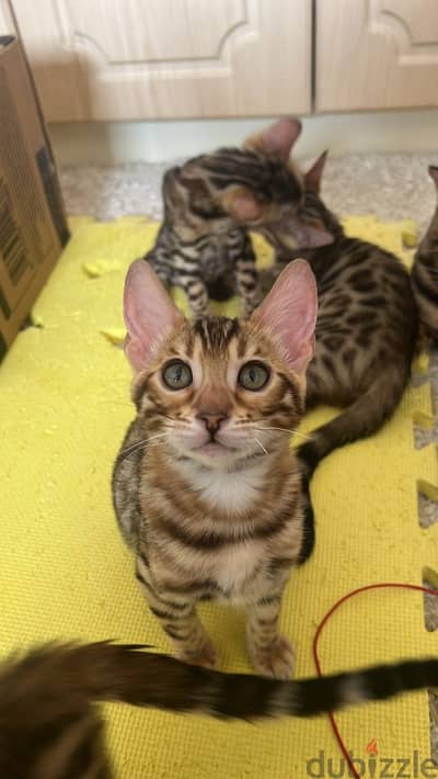 Bengal kittens