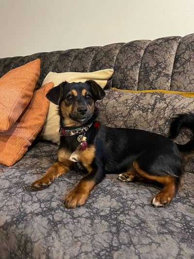 german shepherd & rottweiler  bred