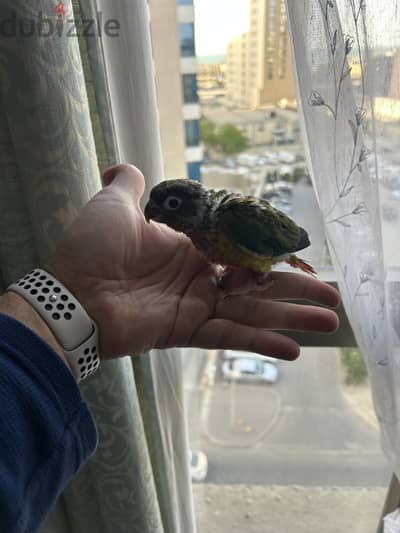 Green cheek yellow sided conure