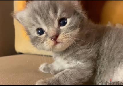 3 weeks old kittens persian for sale in Kuwait