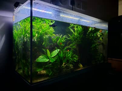 2 Fish tanks for Sale with Fish, Live Plants, Driftwood, and other acc