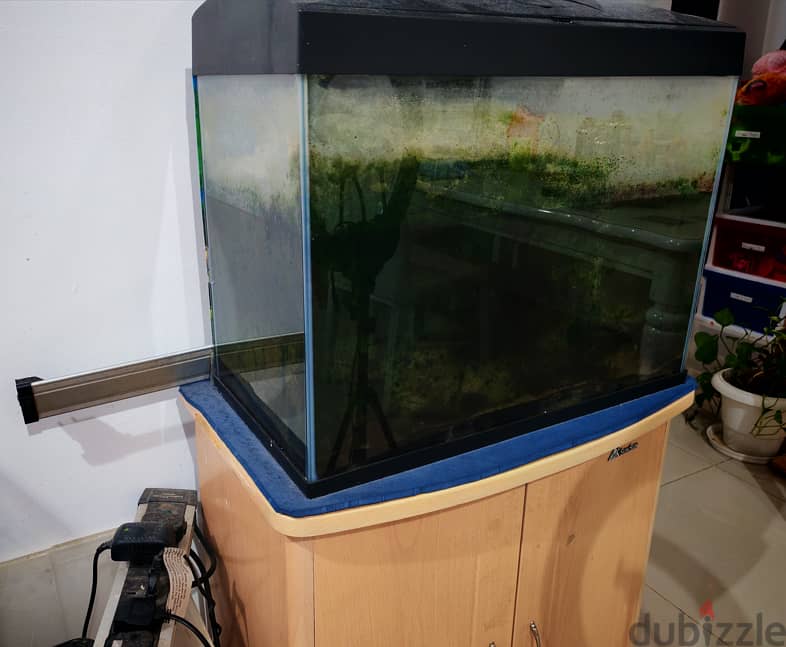 2 Fish tanks for Sale with Fish, Live Plants, Driftwood, and other acc 7