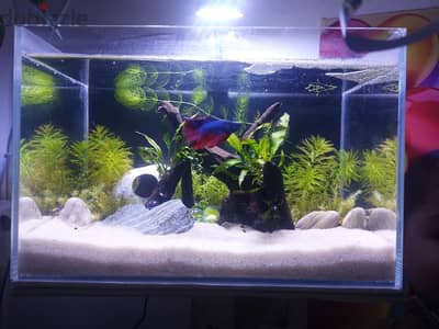 Planted Betta tank