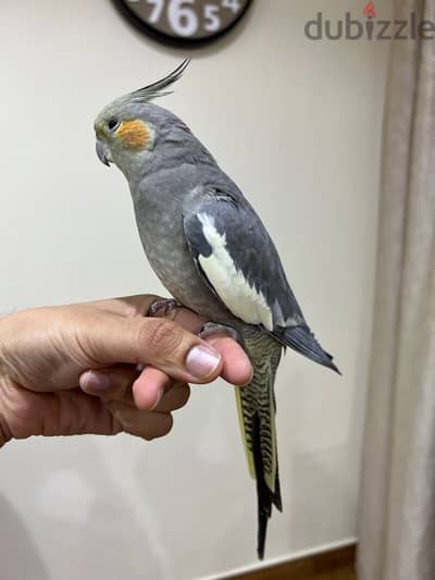 Cockatiel Bird - Hand tamed