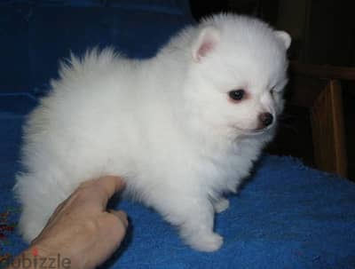 Whatsapp me +96555207281 Pomeranian puppies for sale