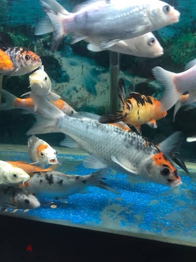 MULTI COLOR KOI & GEANT GAURAMY FISH FOR SALE