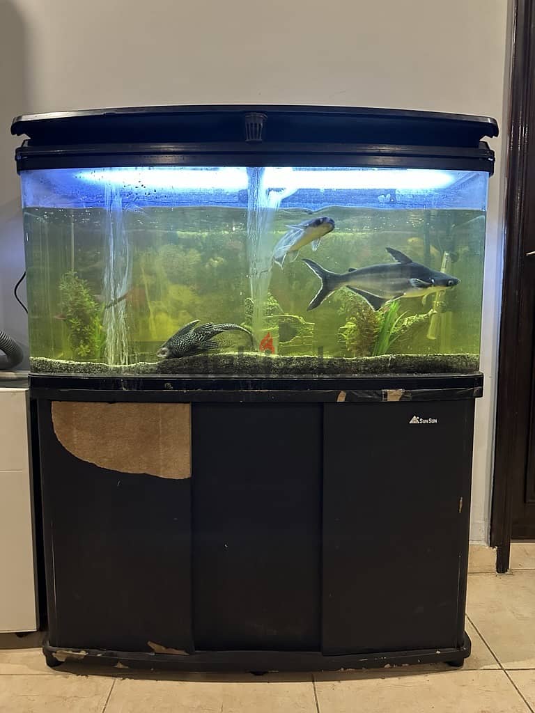 Big Aquarium with water falls for Sale with all equipment 1