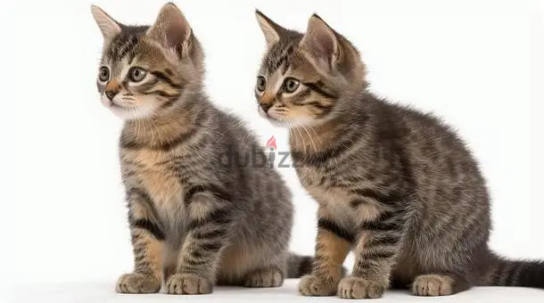 Whatsapp Me +97450821836 American wirehair Kittens for sale