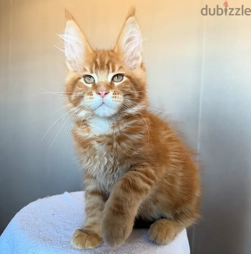 Maine Coons kitten// Whatsapp +96560428552