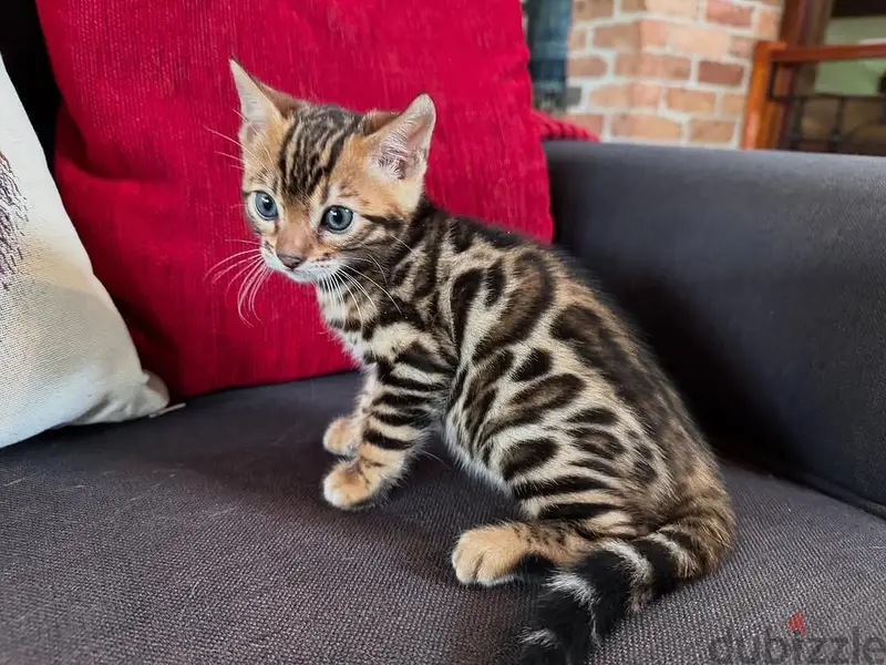 Bengal kittens)/ Whatsapp +96560428552