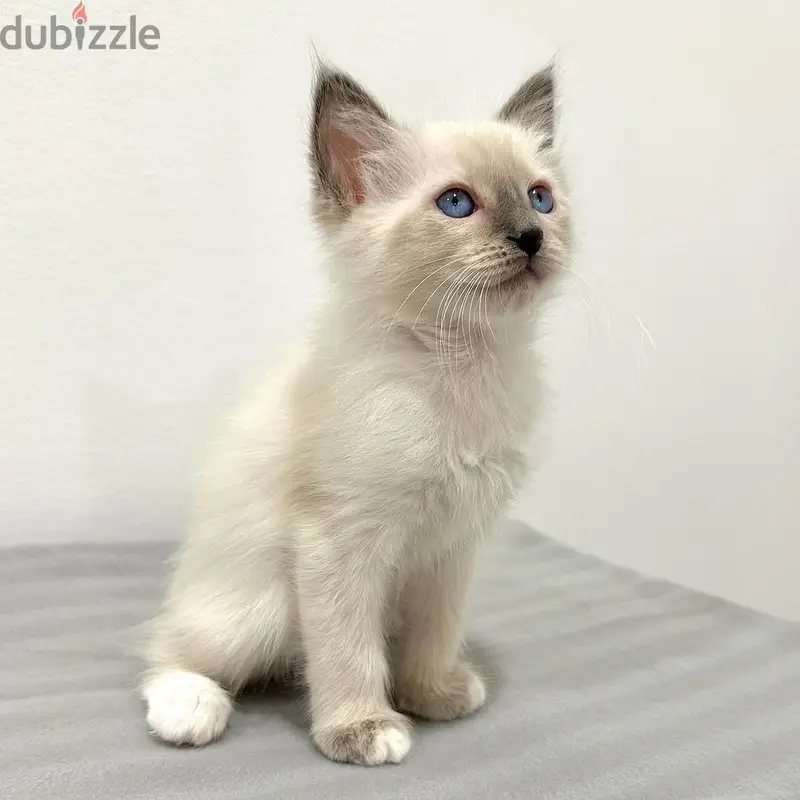 Whatsapp me +97433679562 Balinese kittens for sale