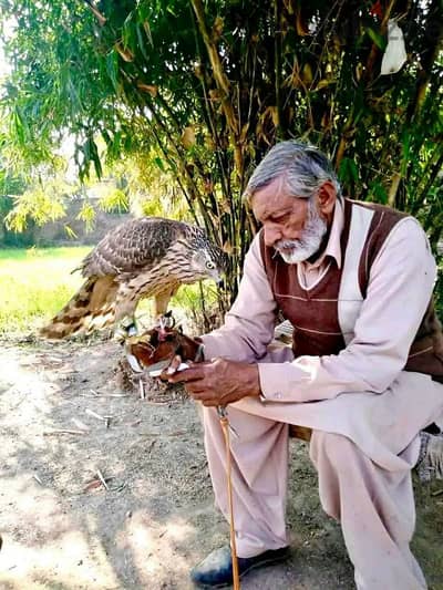 Falcon,Shikra hawks