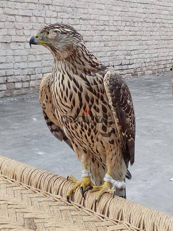 Falcon,Shikra hawks 1