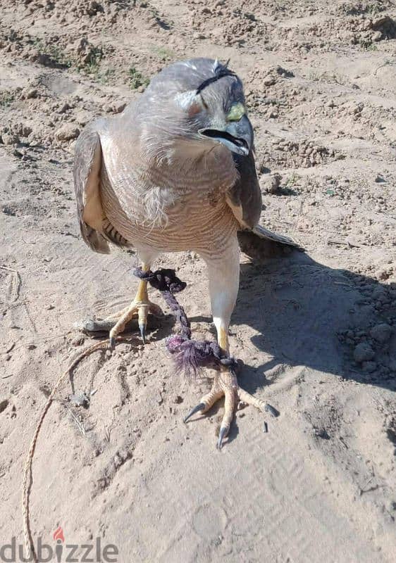 Falcon,Shikra hawks 2
