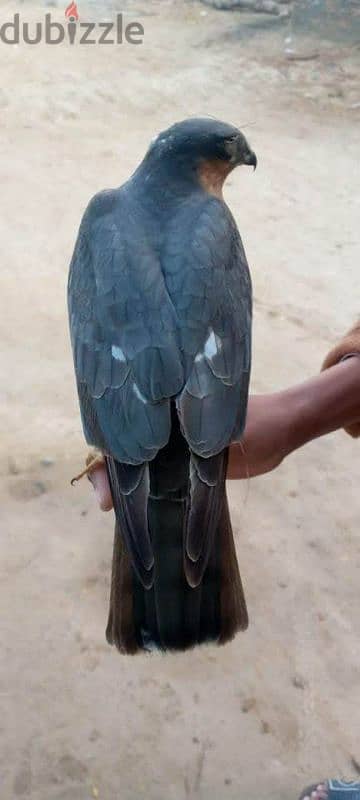 Falcon,Shikra hawks 3