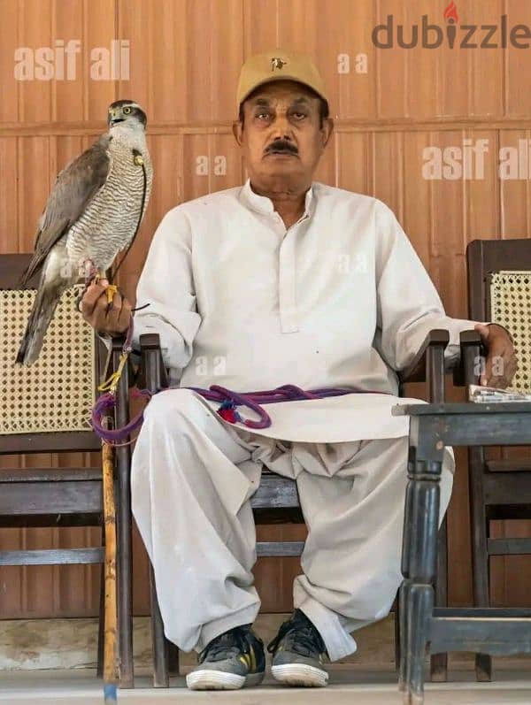 Falcon,Shikra hawks 4