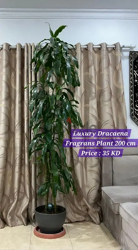 Big Luxury Dracaena Fragrans Plant For Sale