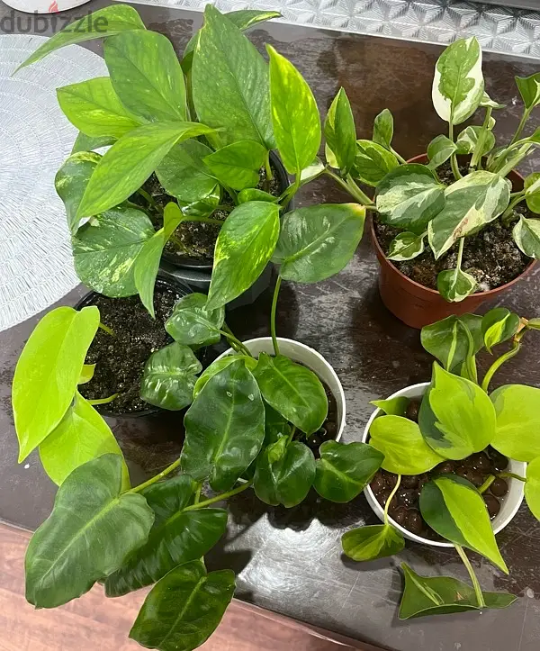 easy to grow plants