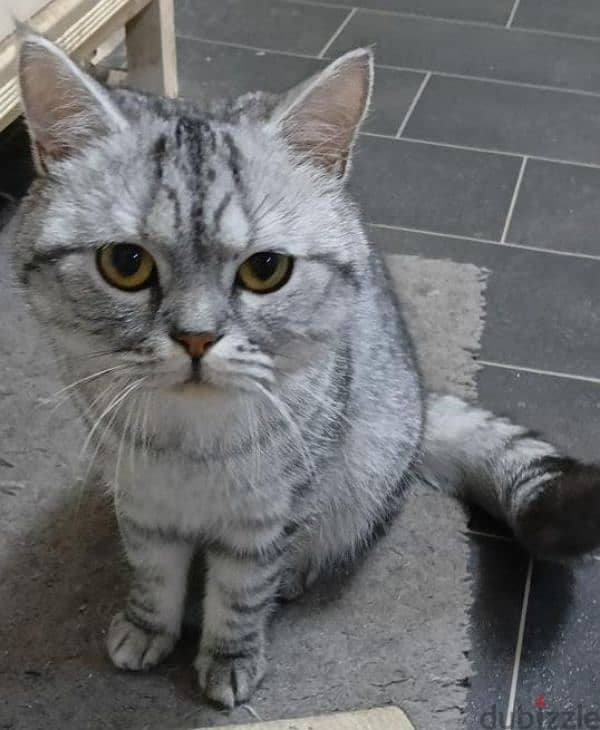 cat for sale 1