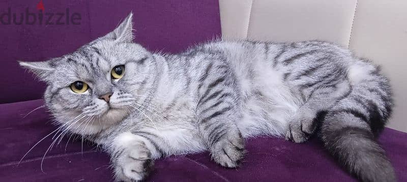cat for sale 2