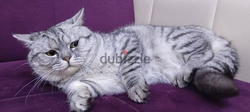 cat for sale 3