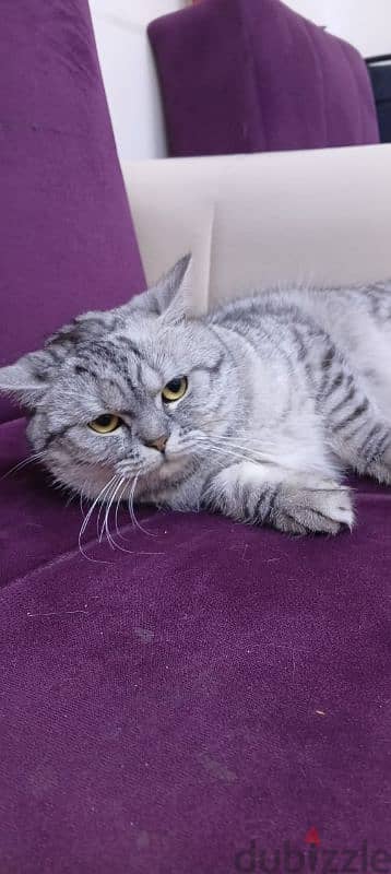 cat for sale 4