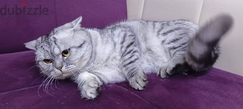 cat for sale 5
